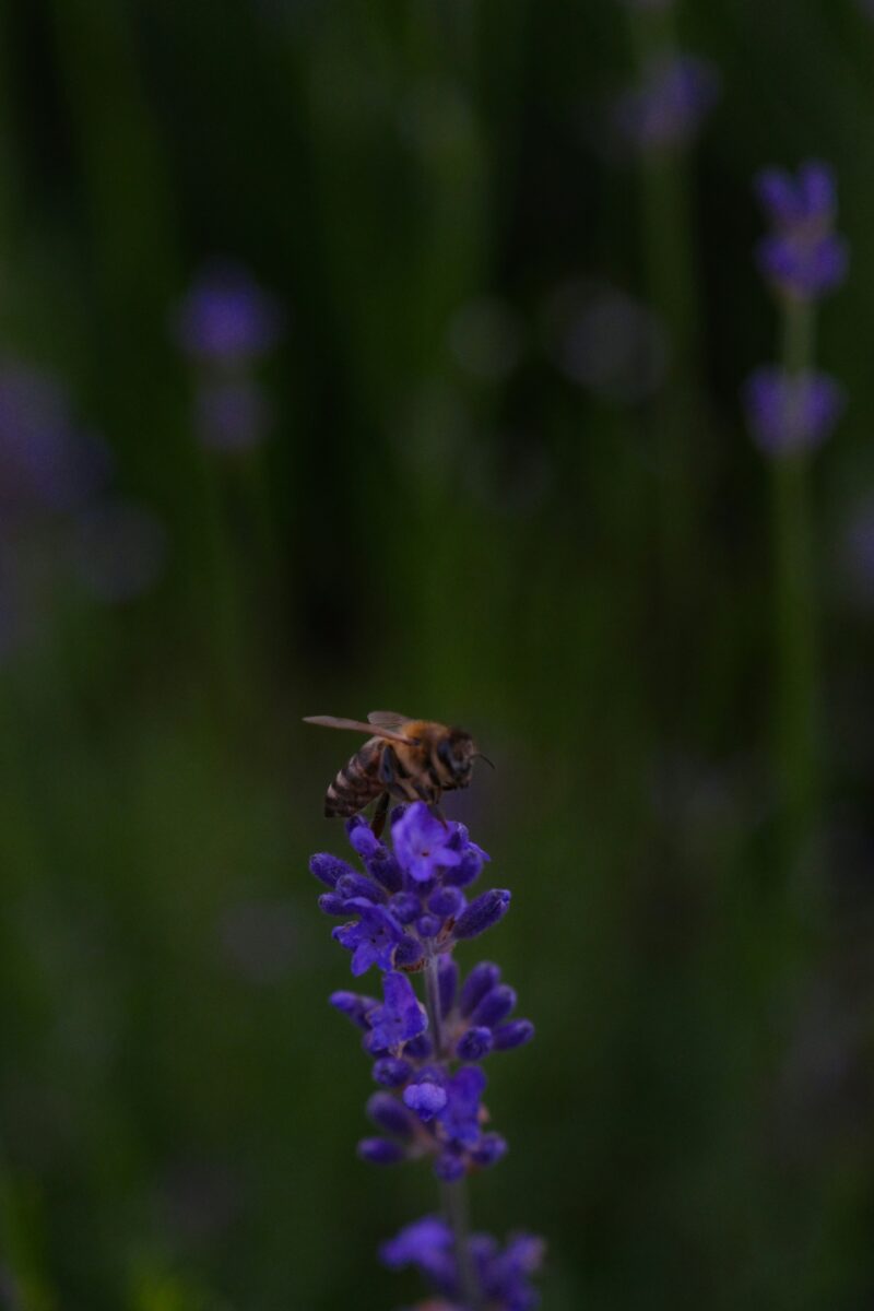 Biodiversität Biene Rafaela moga unsplash